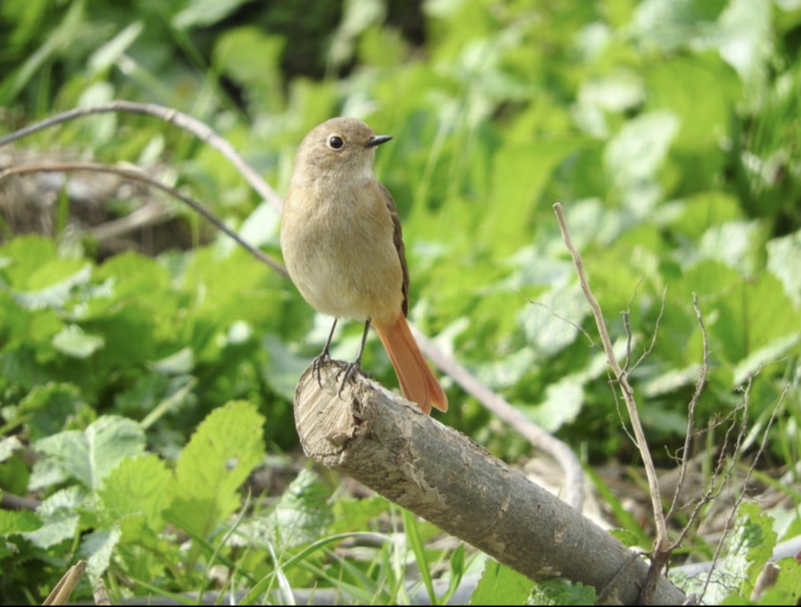 小枝に止まる鳥