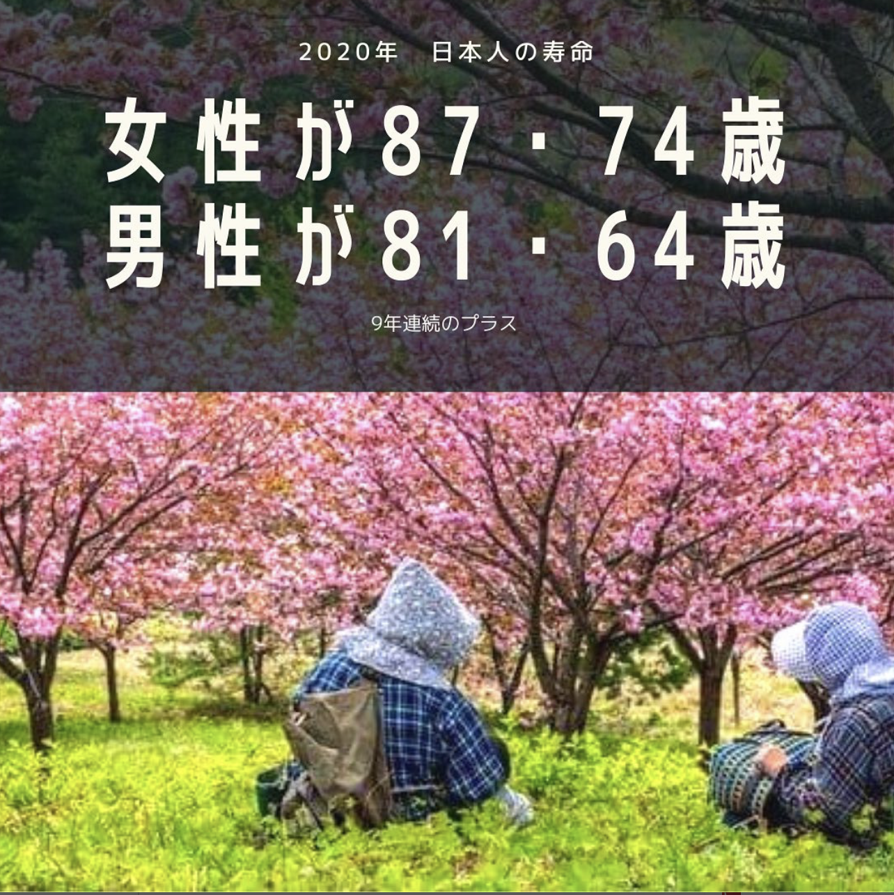 老人と桜